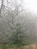 mistwandeling_009