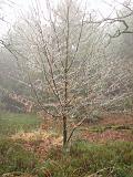 mistwandeling_014