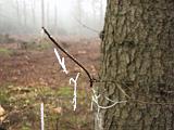 mistwandeling_016