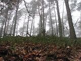 mistwandeling_022
