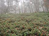 mistwandeling_029