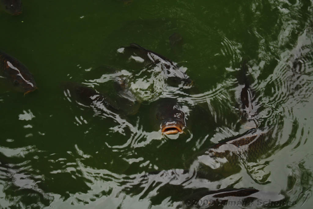 noorderdierenpark_002.jpg