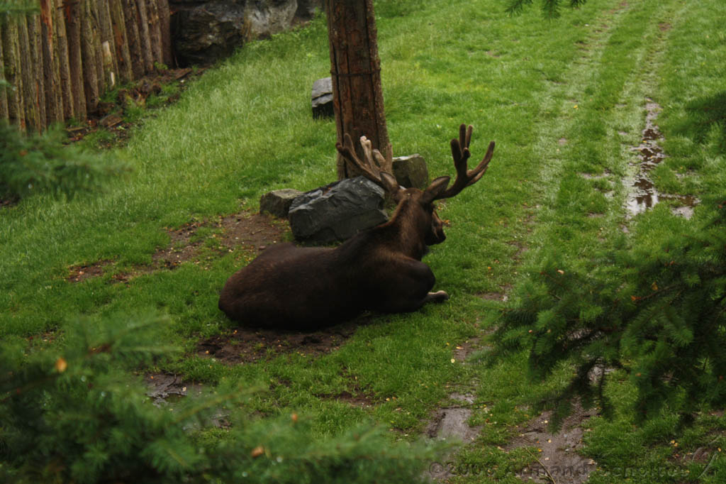 noorderdierenpark_006.jpg