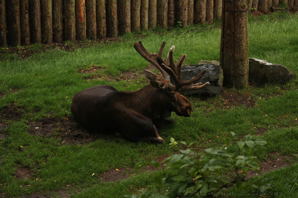 noorderdierenpark_007.jpg