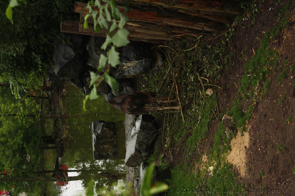 noorderdierenpark_008.jpg