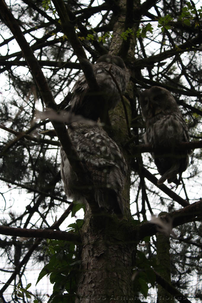 noorderdierenpark_010.jpg
