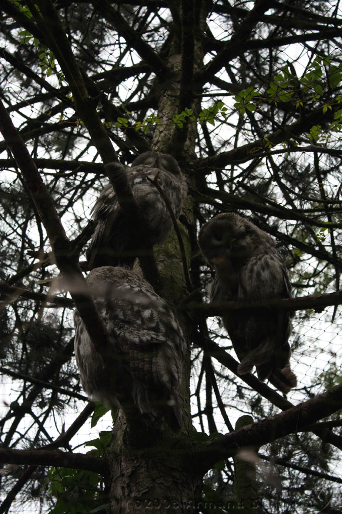 noorderdierenpark_012.jpg