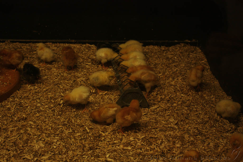 noorderdierenpark_016.jpg