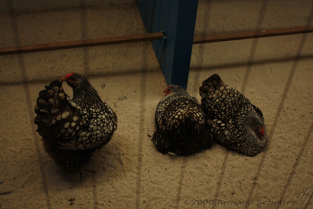 noorderdierenpark_018.jpg