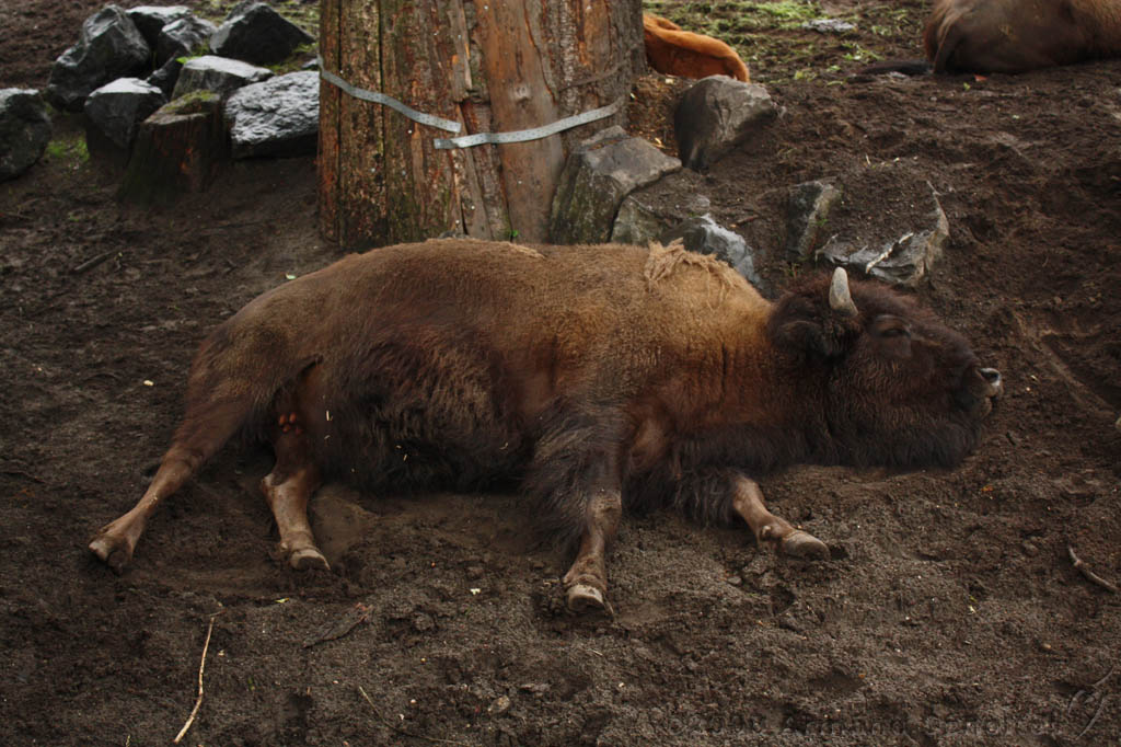 noorderdierenpark_020.jpg