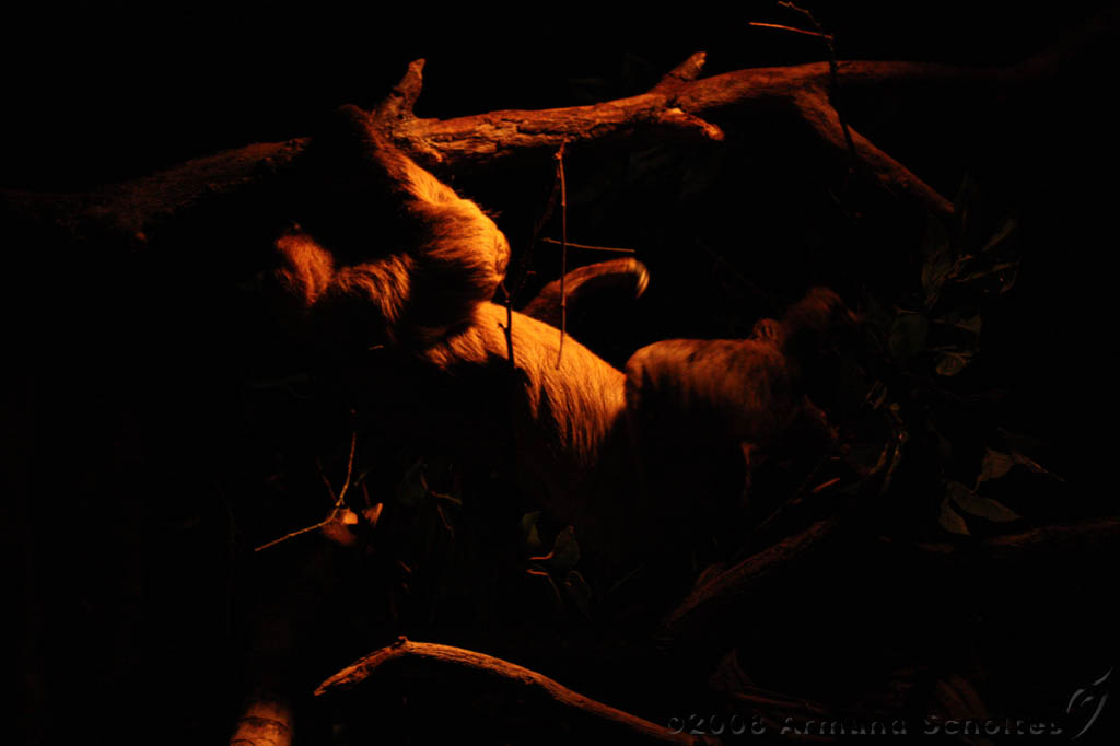 noorderdierenpark_040.jpg