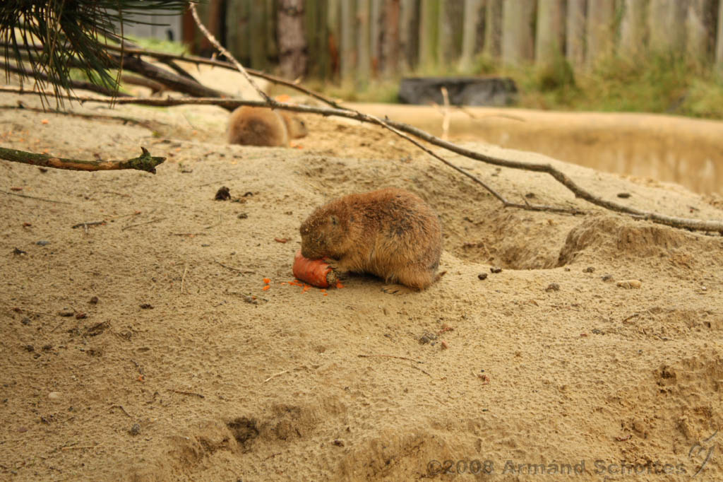 noorderdierenpark_060.jpg