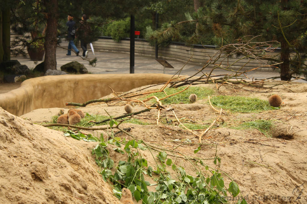 noorderdierenpark_063.jpg