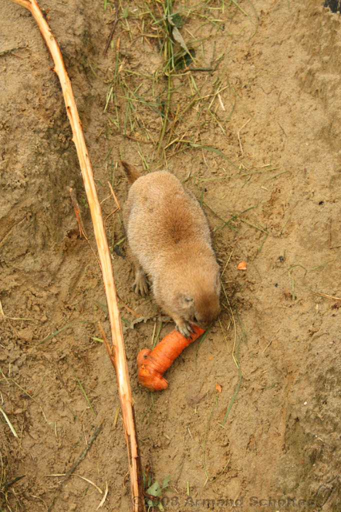 noorderdierenpark_064.jpg