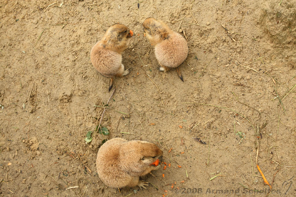 noorderdierenpark_065.jpg