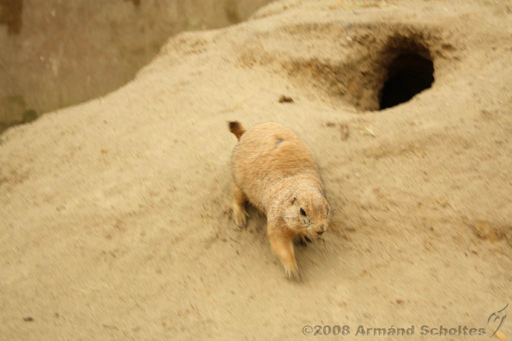 noorderdierenpark_066.jpg