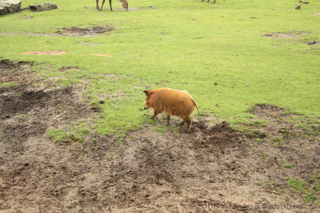 noorderdierenpark_071.jpg