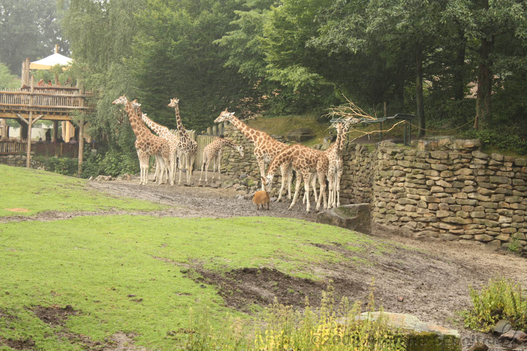 noorderdierenpark_072.jpg