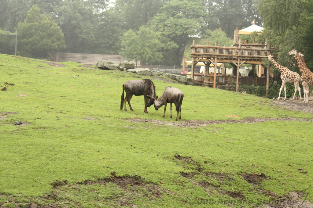 noorderdierenpark_073.jpg