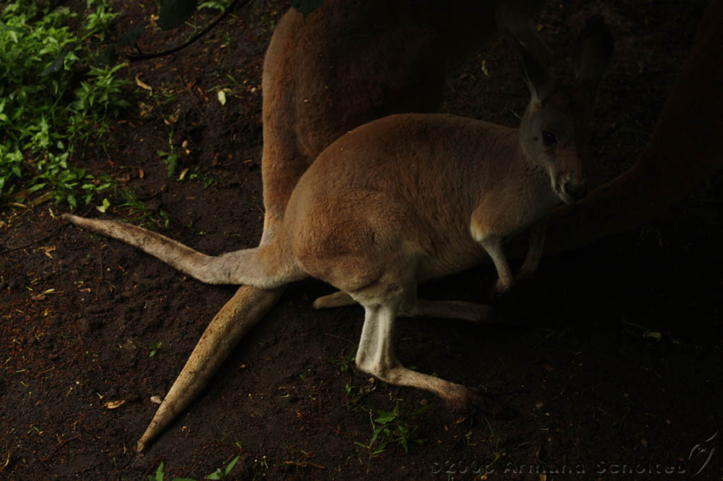 noorderdierenpark_084.jpg