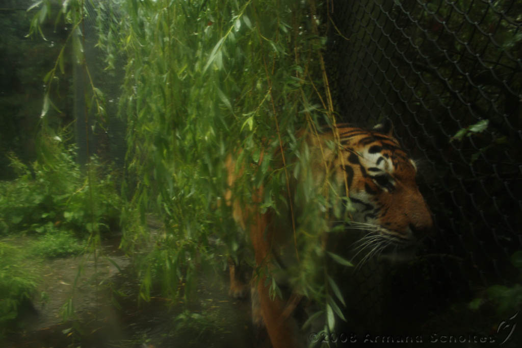 noorderdierenpark_089.jpg