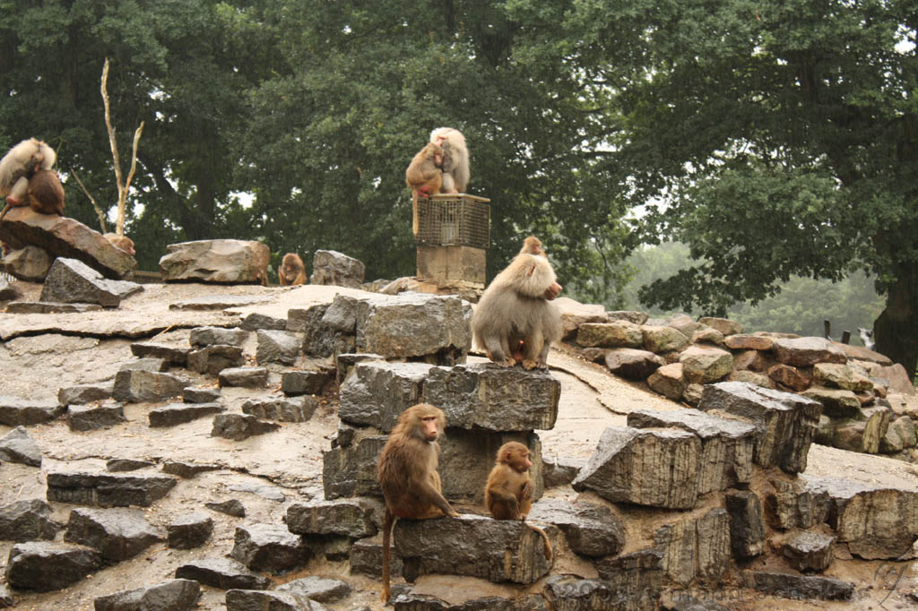 noorderdierenpark_094.jpg