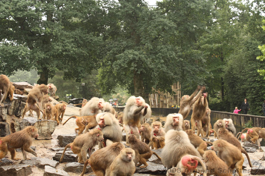 noorderdierenpark_100.jpg