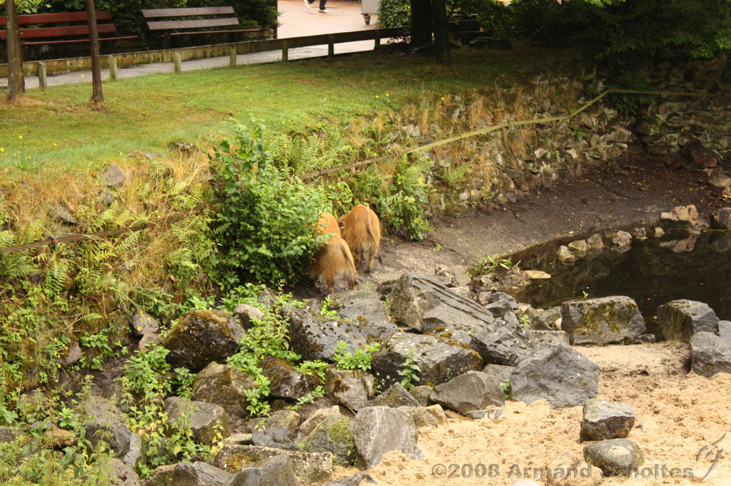 noorderdierenpark_128.jpg