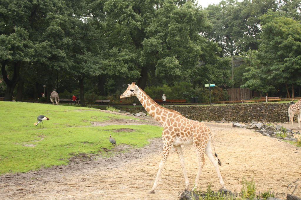 noorderdierenpark_132.jpg