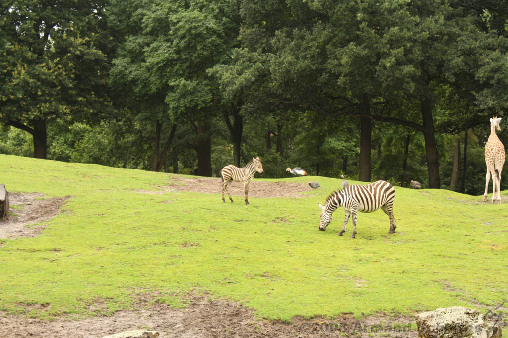 noorderdierenpark_133.jpg