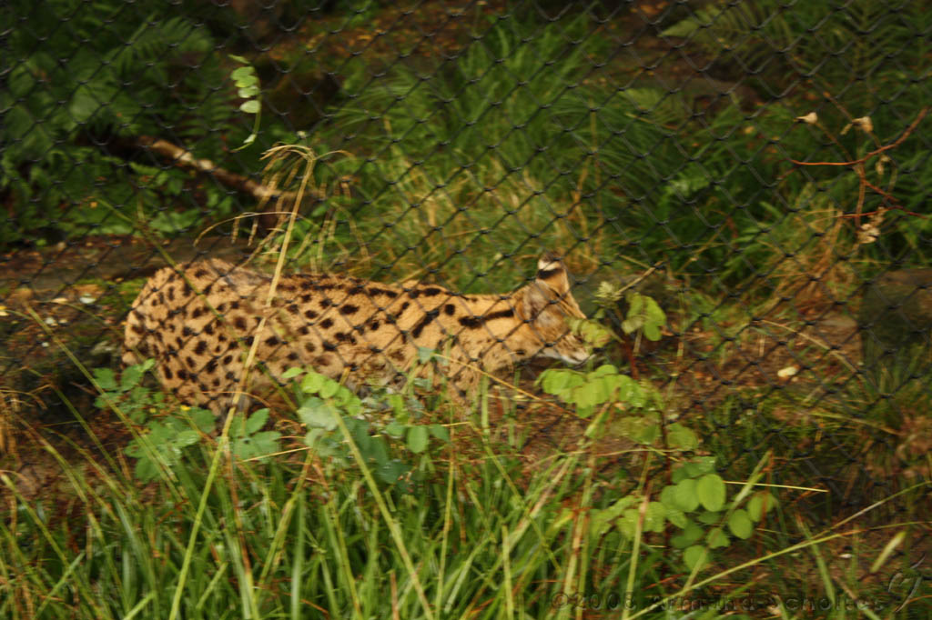 noorderdierenpark_137.jpg