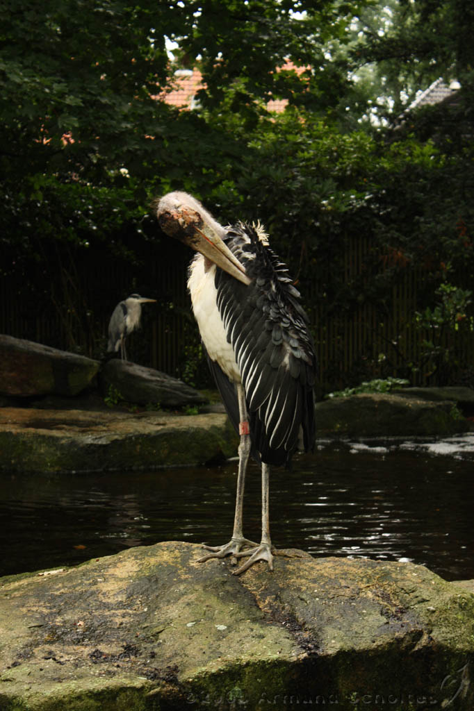 noorderdierenpark_143.jpg