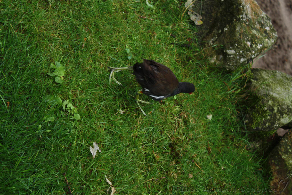 noorderdierenpark_176.jpg
