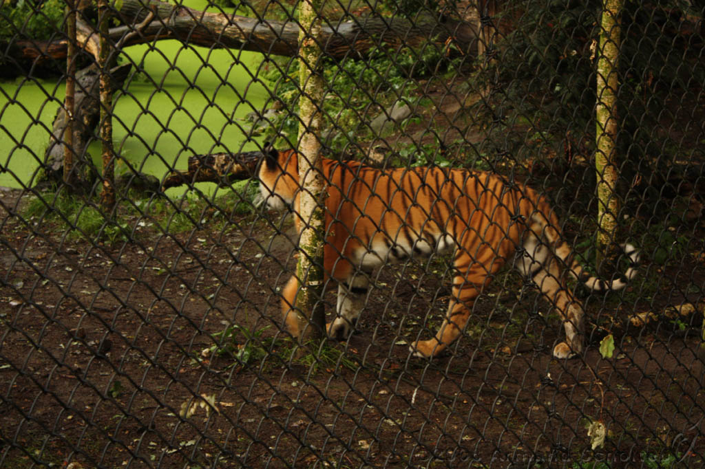 noorderdierenpark_216.jpg