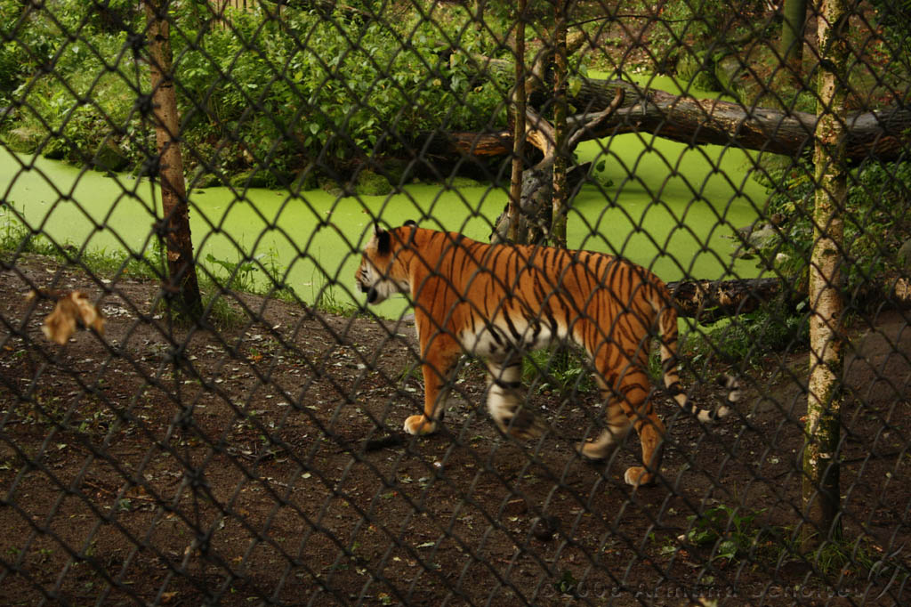noorderdierenpark_217.jpg