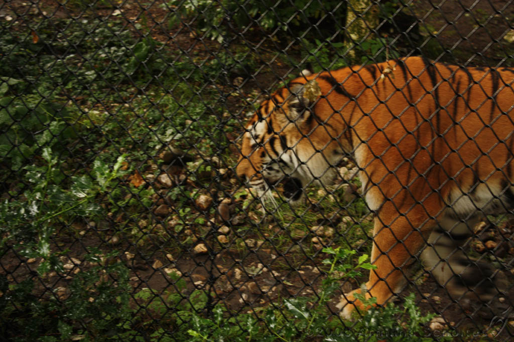 noorderdierenpark_219.jpg