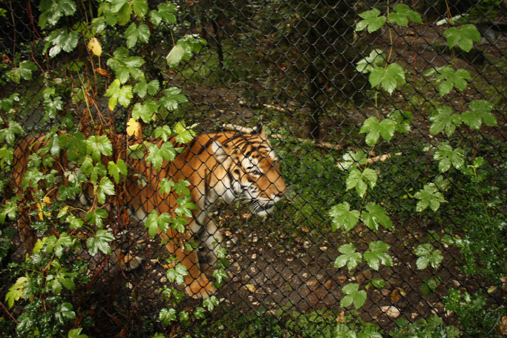 noorderdierenpark_221.jpg
