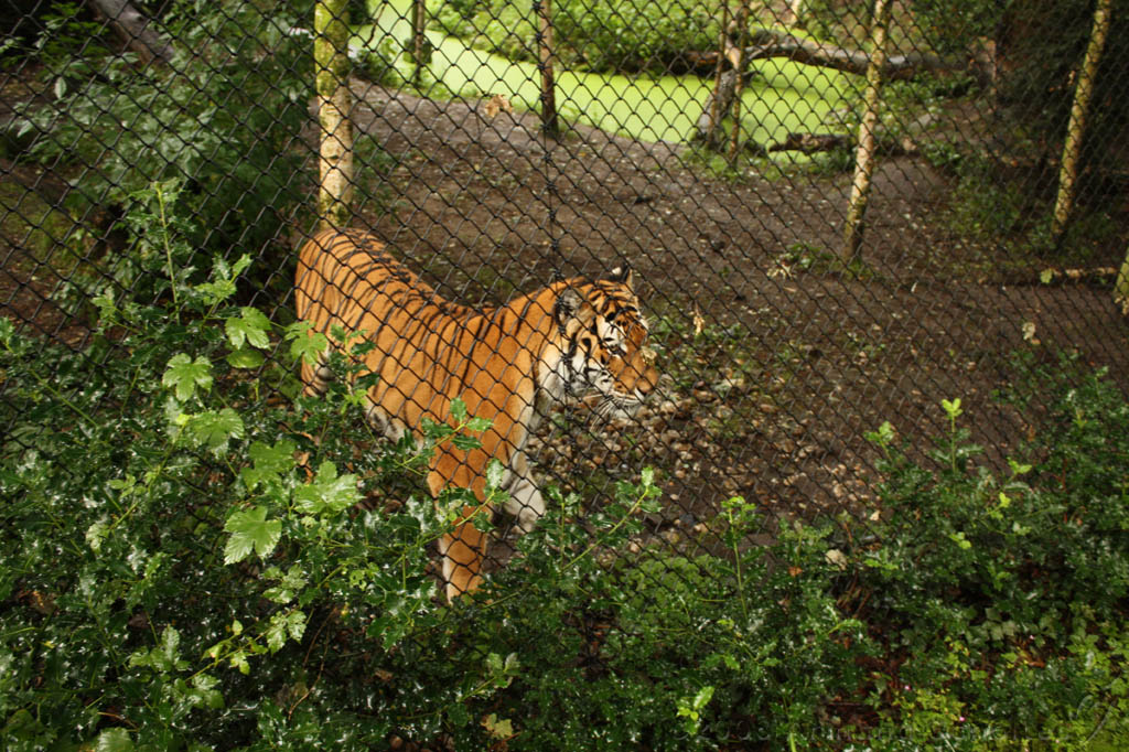noorderdierenpark_222.jpg