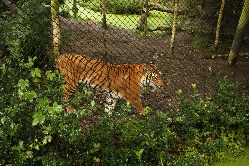 noorderdierenpark_223.jpg