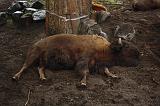 noorderdierenpark_020