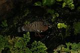 noorderdierenpark_046