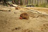 noorderdierenpark_060