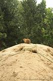 noorderdierenpark_062