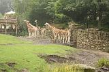 noorderdierenpark_072