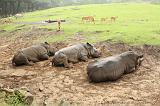 noorderdierenpark_076