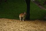 noorderdierenpark_083