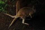 noorderdierenpark_084