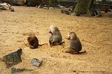 noorderdierenpark_092