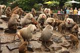 noorderdierenpark_106