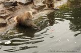noorderdierenpark_121